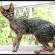 Illustration for article titled Werewolf Kitties, No Full Moon Needed